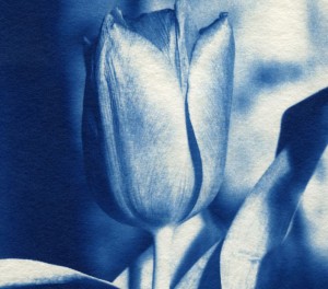 Cyanotypi
